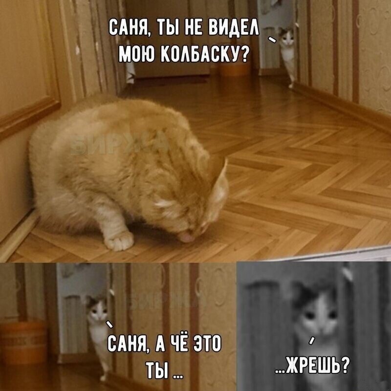 Хиканьки да хаканьки кошачьи часть вторая