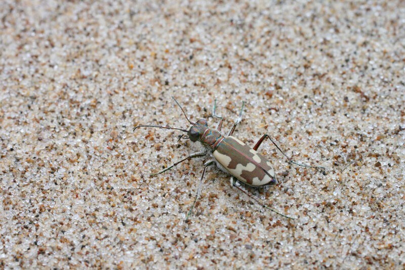 Шестиногие тигры. Cicindela sahlbergi