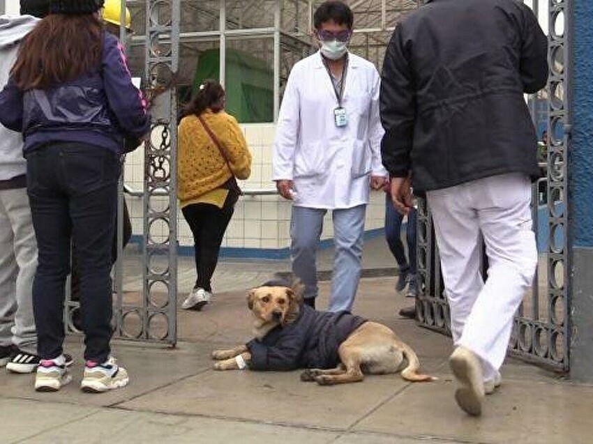 Много дней преданный пёс ждёт своего хозяина у дверей больницы
