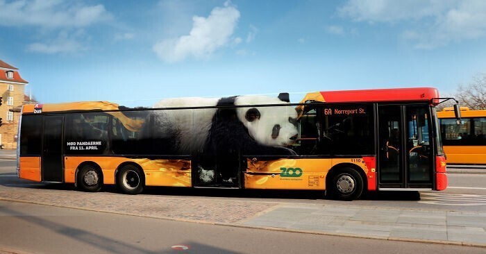 Зоопарк Копенгагена: "К нам прилетели игантские панды!"