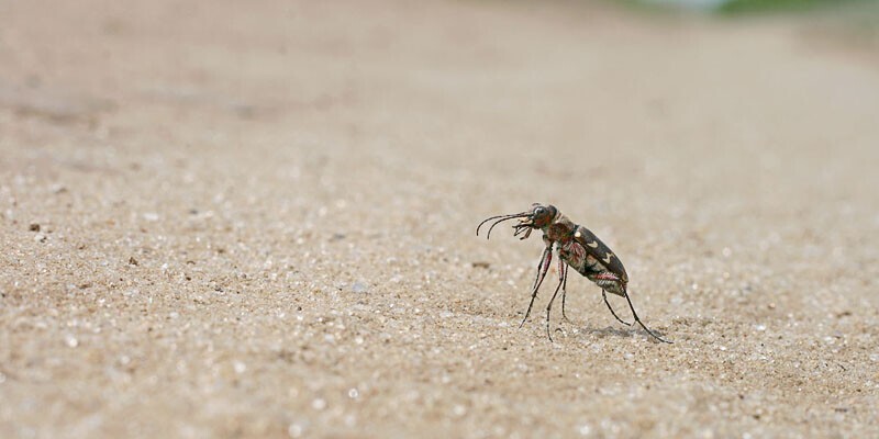 Шестиногие тигры. Cicindela soluta