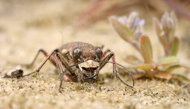 Шестиногие тигры. Cicindela soluta