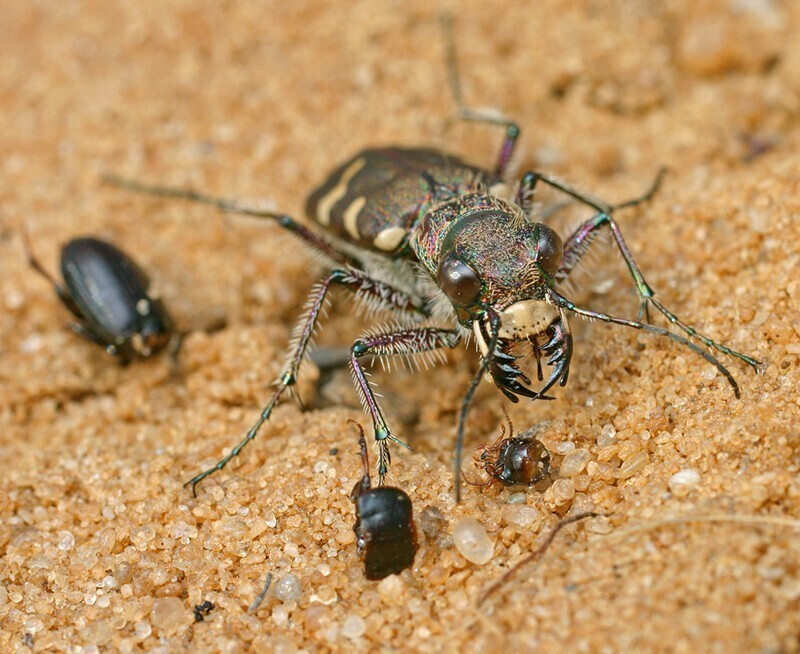 Шестиногие тигры. Cicindela soluta