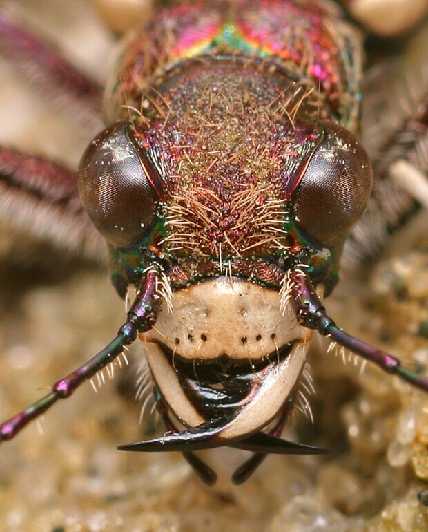 Шестиногие тигры. Cicindela soluta