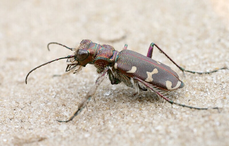 Шестиногие тигры. Cicindela soluta