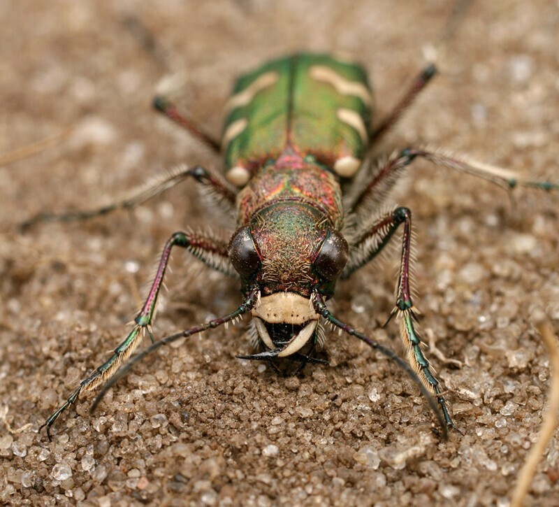 Шестиногие тигры. Cicindela soluta