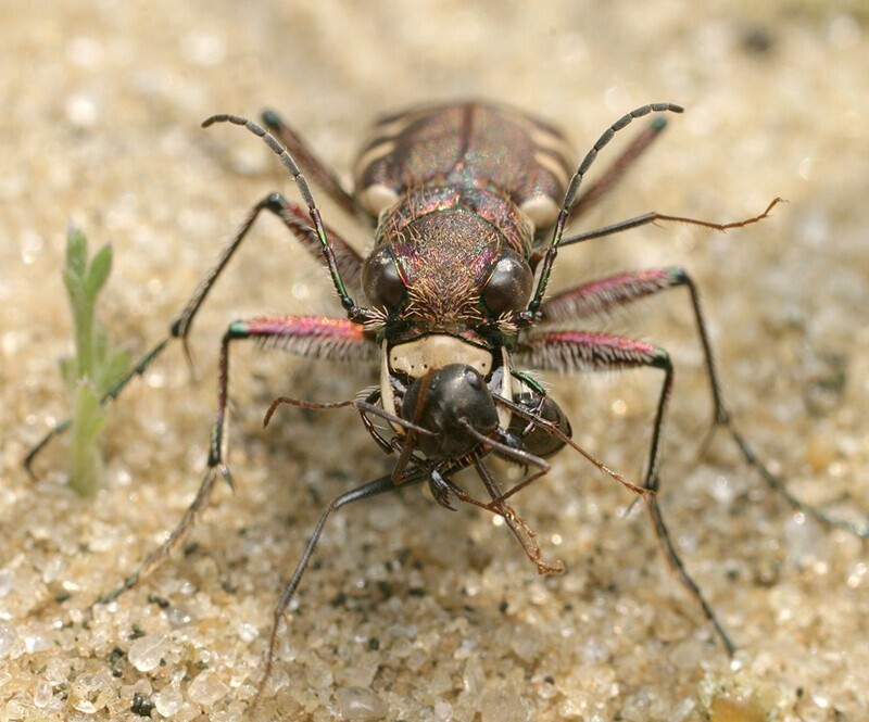 Шестиногие тигры. Cicindela soluta