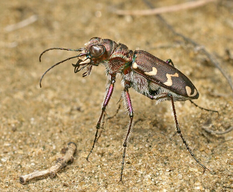 Шестиногие тигры. Cicindela soluta