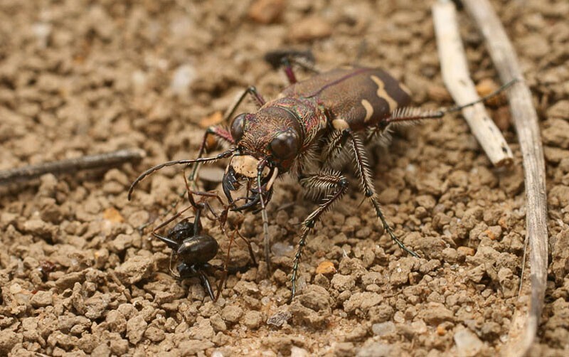 Шестиногие тигры. Cicindela soluta