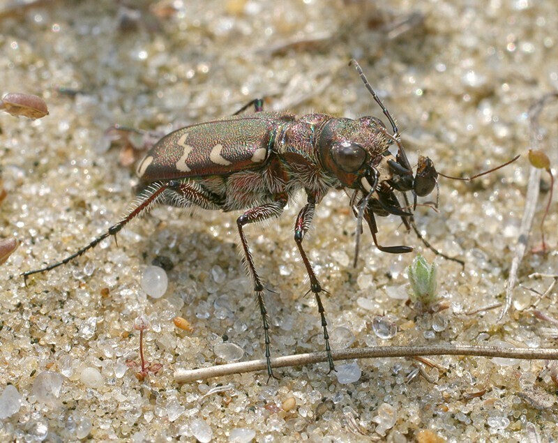 Шестиногие тигры. Cicindela soluta