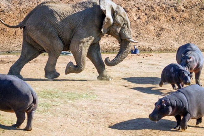 Слон наготове: гигант саванны идет сквозь бегемотов и крокодилов