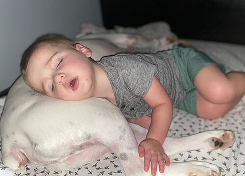 Мальчик не захотел спать один и стал ложиться возле своего пса