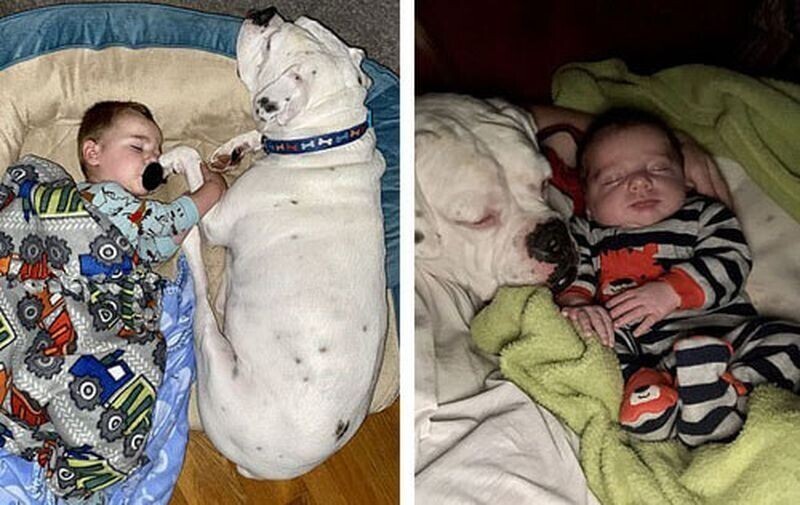Мальчик не захотел спать один и стал ложиться возле своего пса