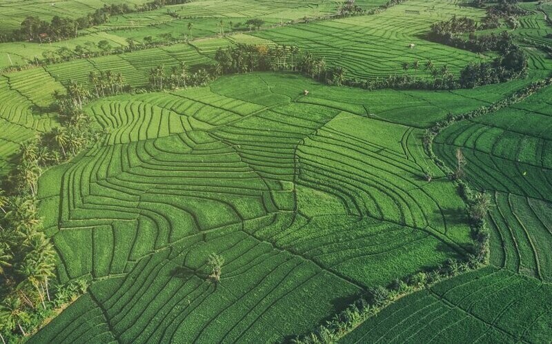 Зеленые поля. @baliphotographer, снимок сделан в Индонезии