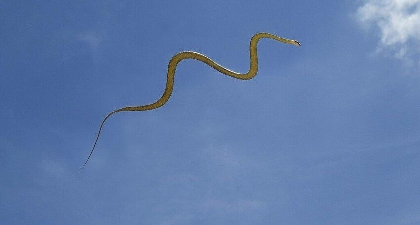 Украшенная змея: Змея, которая ползает по воздуху. Как рептилия без конечностей покорила небо?