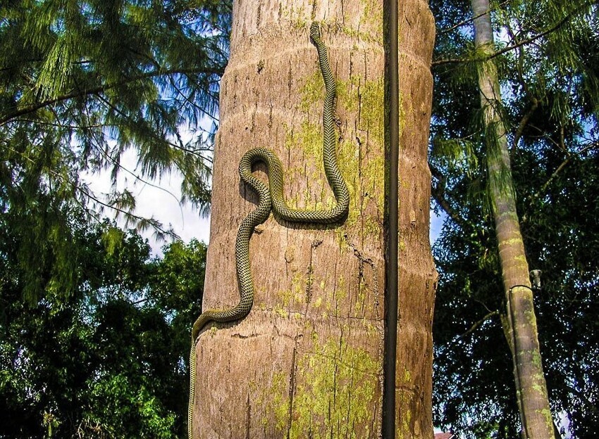 Украшенная змея: Змея, которая ползает по воздуху. Как рептилия без конечностей покорила небо?