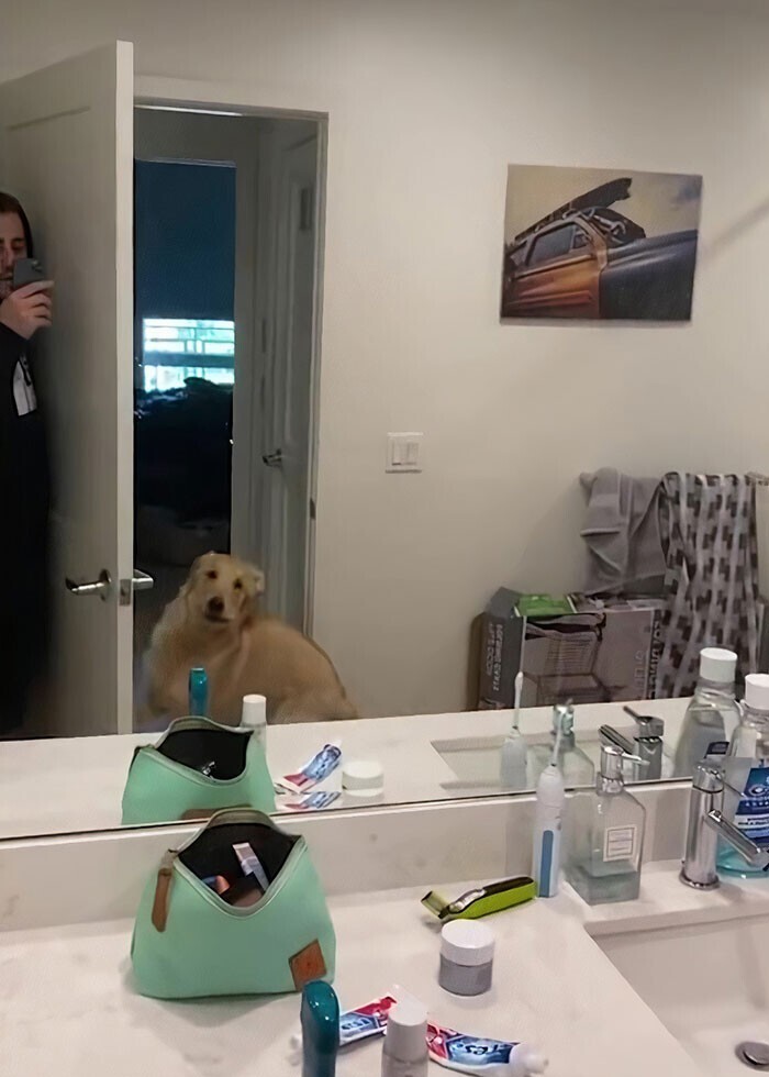 Интернет рассмешила реакция собаки на отражение в зеркале