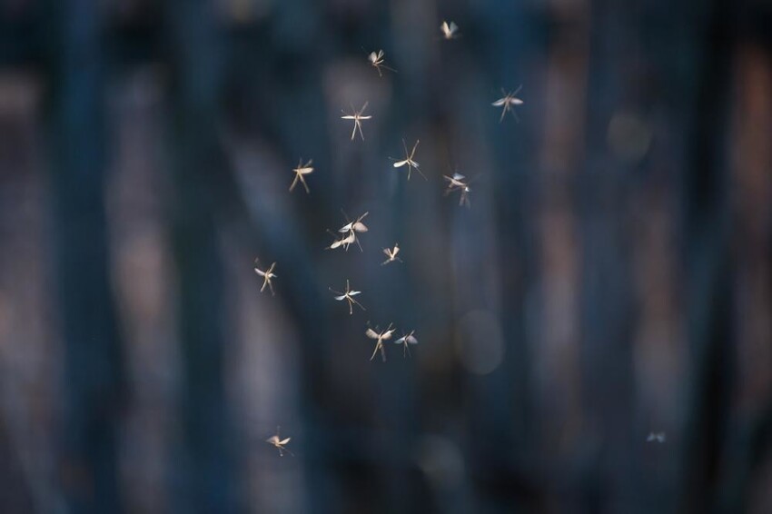 Почему в Подмосковье много комаров