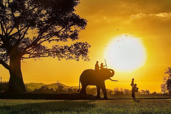 Вьетнамский фотограф победил в конкурсе фотографий на тему семьи от Agora. Он запечатлел счастливых детей и родителей вместе со слоном в золотых лучах закатного солнца. (Фото karykan):