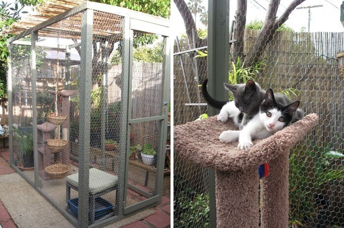 Что такое и как выглядит котио, игровая площадка для кошек на свежем воздухе