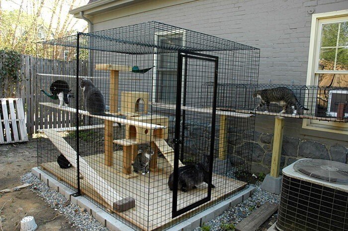 Что такое и как выглядит котио, игровая площадка для кошек на свежем воздухе