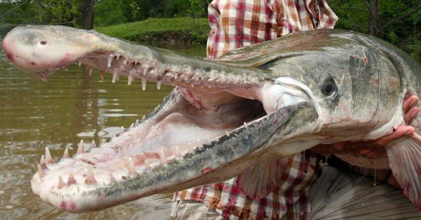 Пресноводные зубастики. Рыба-крокодил или панцирная щука