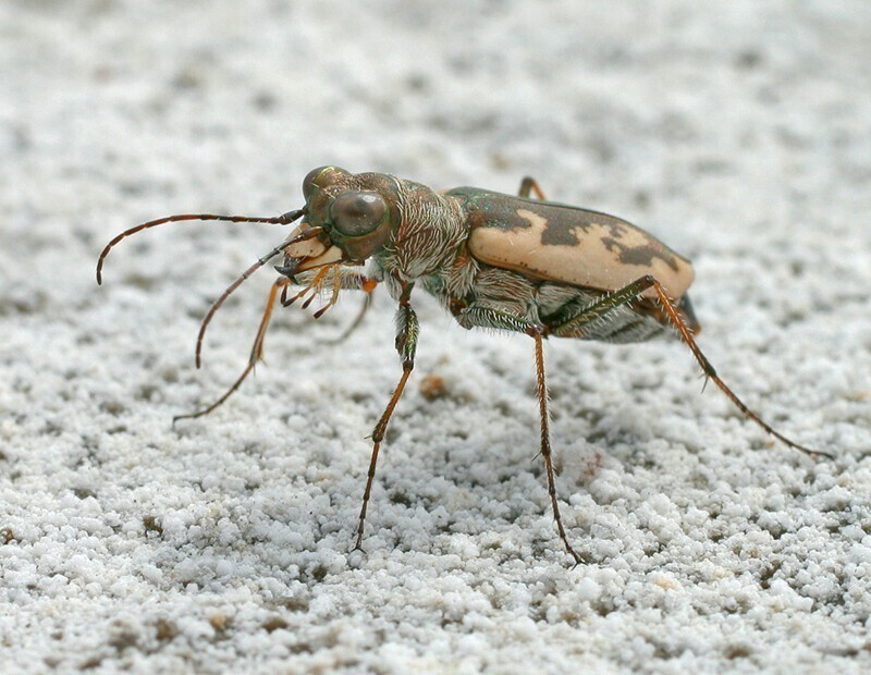 Шестиногие тигры. Cephalota chiloleuca