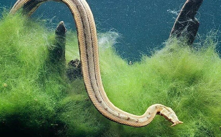 Герпетон: Щупальцы на носу и водоросли на теле. Во что превращает змею водный образ жизни?