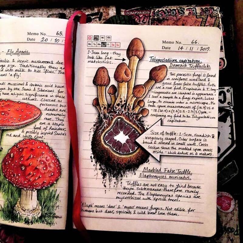 Женщина рисует красочные иллюстрации к своему дневнику природы