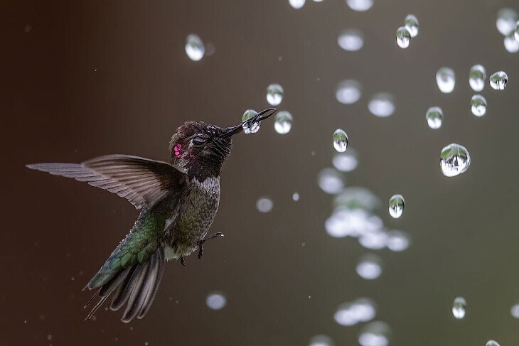 Птичий конкурс Audubon Photography Awards 2020