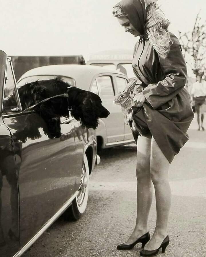 Собака выглядывает из авто, а кролик-из подола Брижит Бардо, 1956.