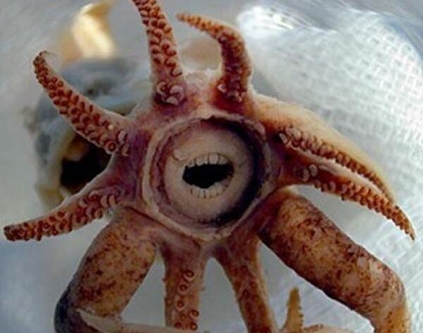 Зубастый кальмар (Promachoteuthis Sulcus)
