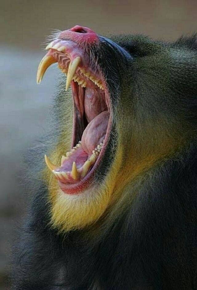 Мандрил, или сфинкс — вид приматов из семейства мартышковых