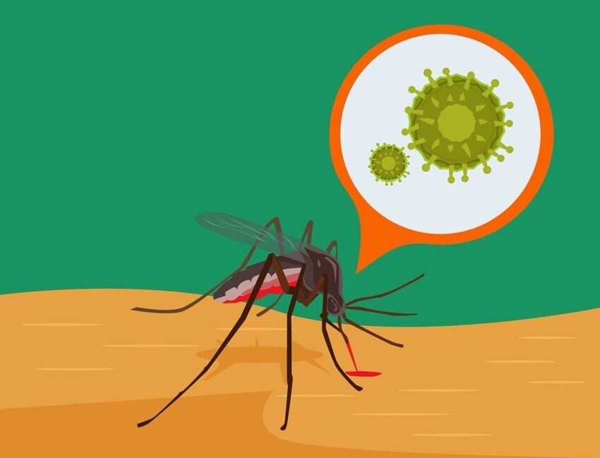 Почему комары не переносят коронавирус