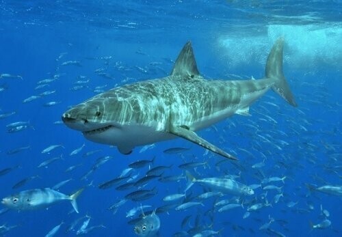 15. Большим белым акулам не нравится на вкус человеческое мясо  