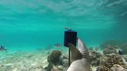 20. Акула может съесть подводную камеру