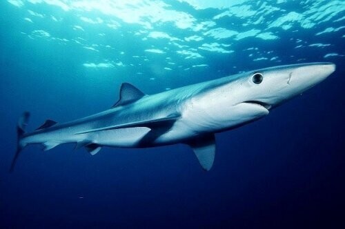 12. Странная романтика синих акул