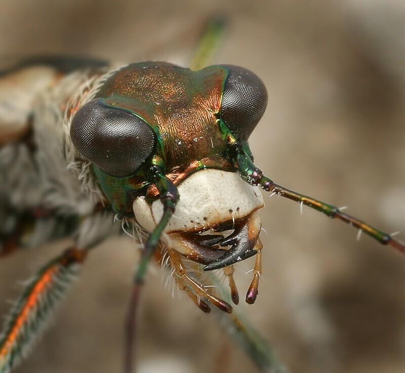 Шестиногие тигры. Cephalota elegans