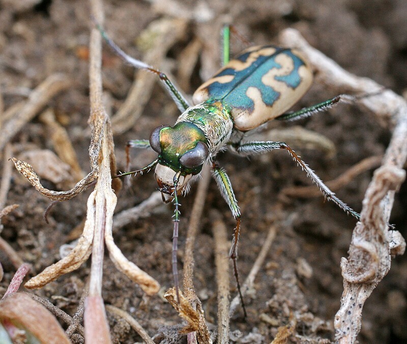 Шестиногие тигры. Cephalota elegans