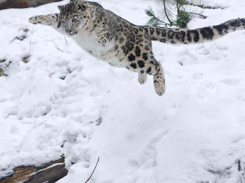 На какую длину способен прыгнуть снежный барс. Ирбис снежный Барс охота. Памирская Ирбис. Снежный Барс на охоте. Дальневосточный леопард альбинос.