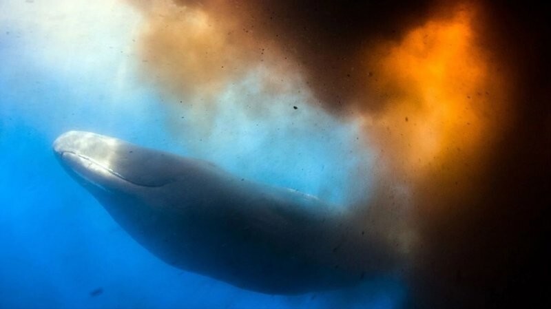 Подводный фотограф в китовьих фекалиях