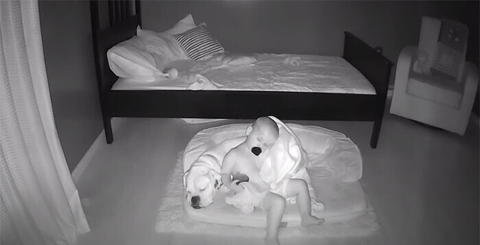 Малыш ночью укладывается спать на полу в обнимку с собакой