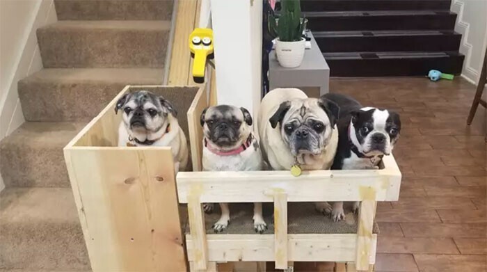 Хозяйка построила в доме лифт для собак