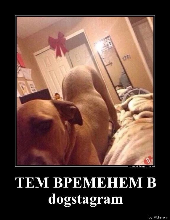 Тем временем в dogstagram