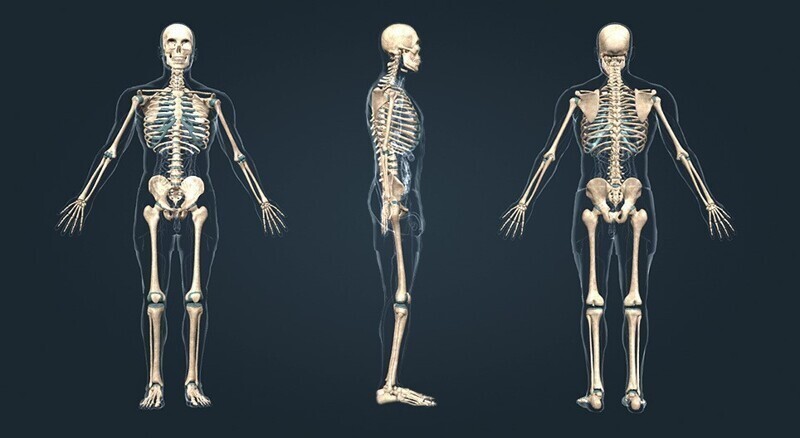 Сколько костей в человеке?