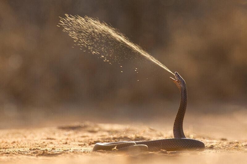 Плюющаяся кобра: Животное, для которого убить жертву — раз плюнуть