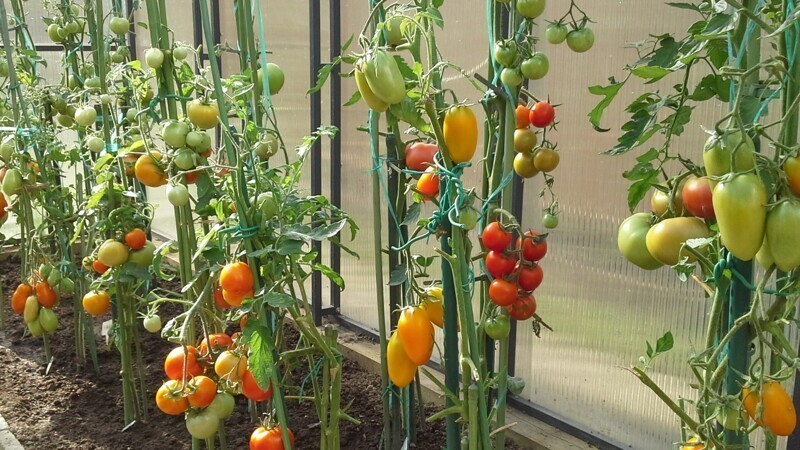 Нелепо выращивать помидоры на даче