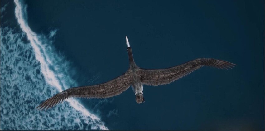 Пелагорнис: Зубастая мега-чайка с размахом крыльев, как у самолёта