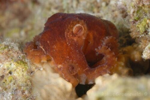 5. Осьминог Octopus Wolfi