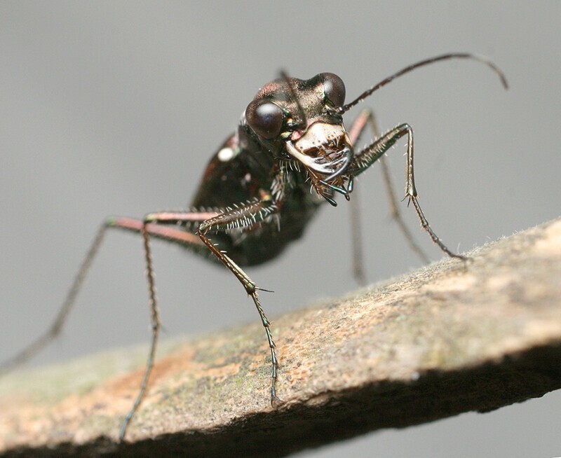 Шестиногие тигры. Cylindera germanica